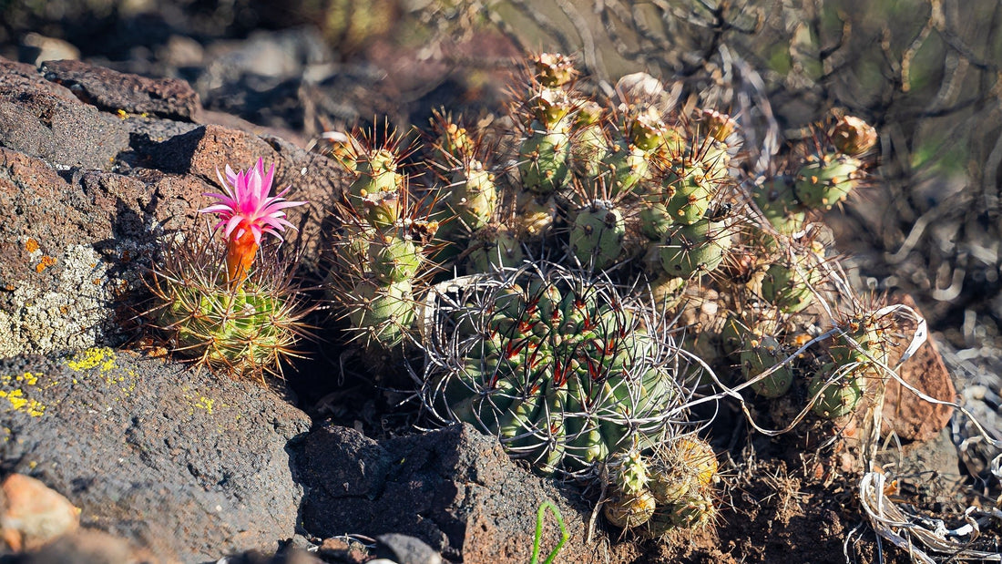 Caracterización de la flora y vegetación del cerro La Giganta, San Felipe Aconcagua. (Cádiz y Sapag, 2021) - Parque La Giganta