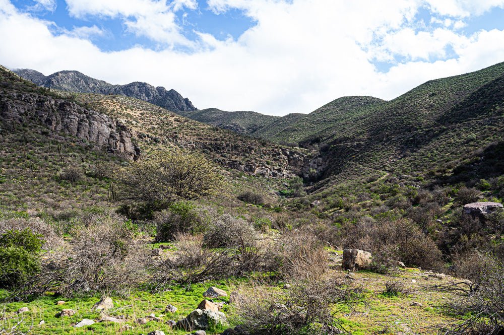 SENDERO BOSQUE DE ALGARROBO - Parque La Giganta