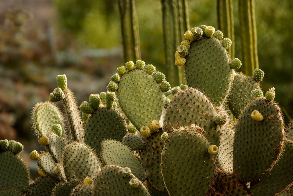 SENDERO CACTARIO ETNOBOTÁNICO - Parque La Giganta