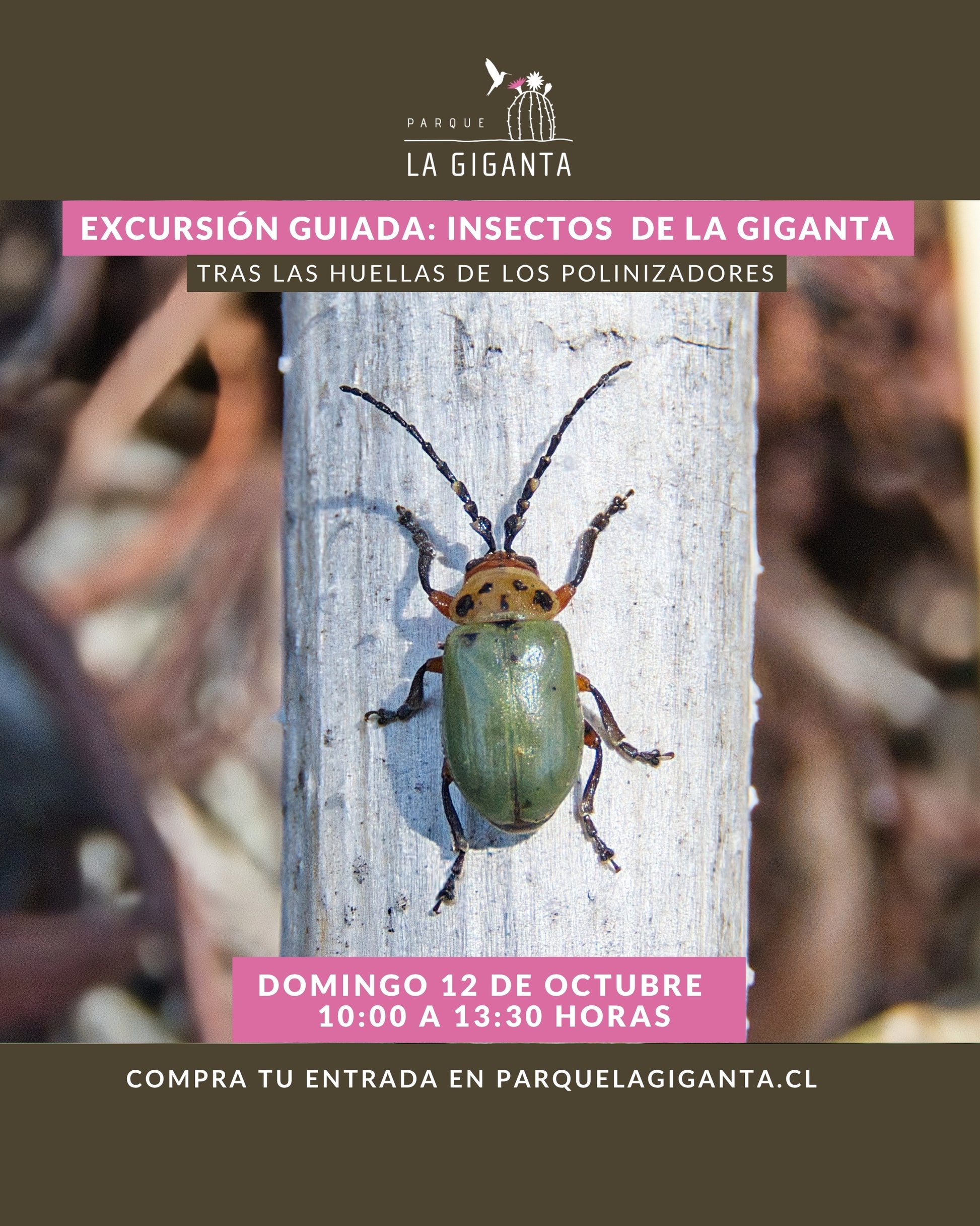 Excursión guiada de insectos – Parque La Giganta