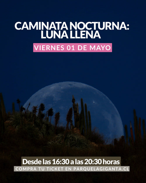 Caminatas Nocturnas en Parque La Giganta