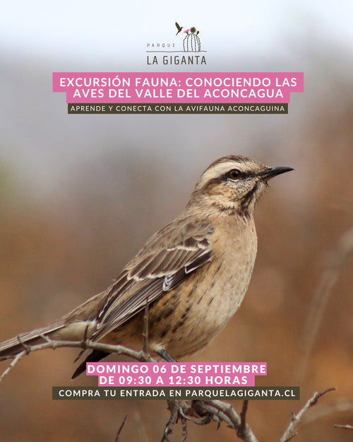 Excursión avifauna: Descubre las Aves del Aconcagua