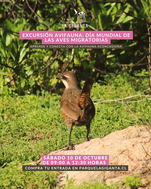 Excursión avifauna: Día Mundial de las Aves Migratorias