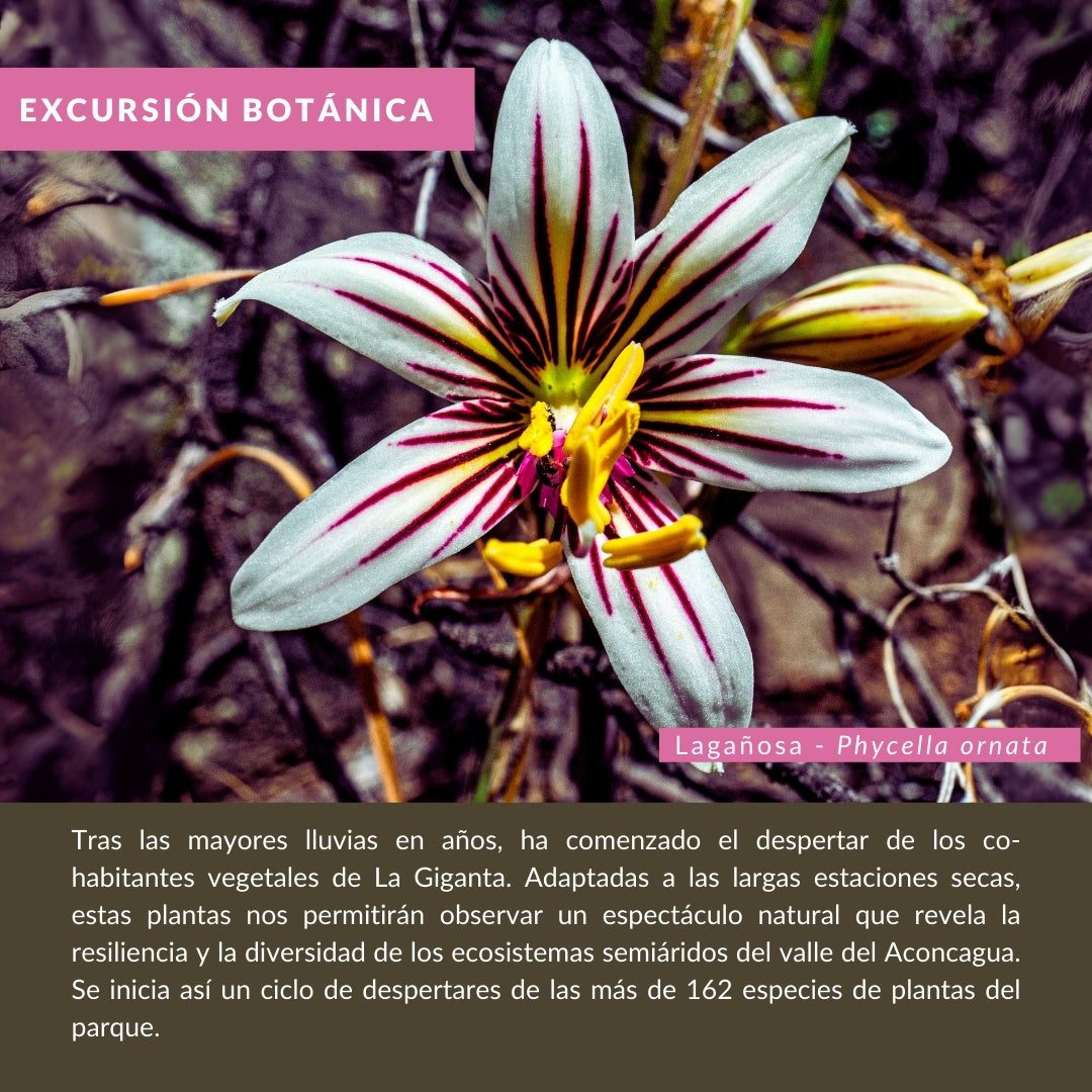 Excursión Botánica: La Giganta Florida