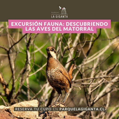 Excursión Fauna: Descubriendo las Aves del Matorral