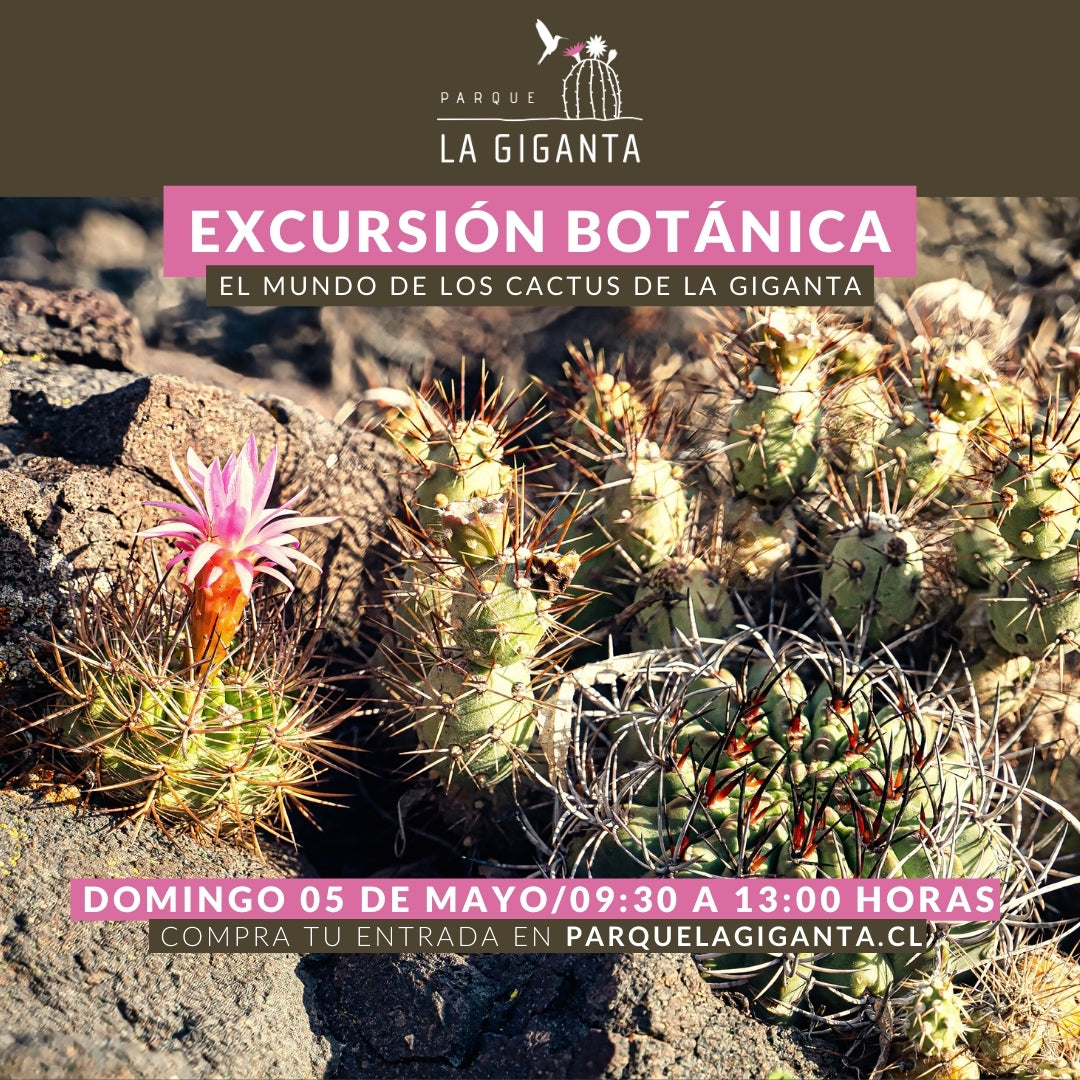 Excursión Botánica - El Mundo de los Cactus de La Giganta