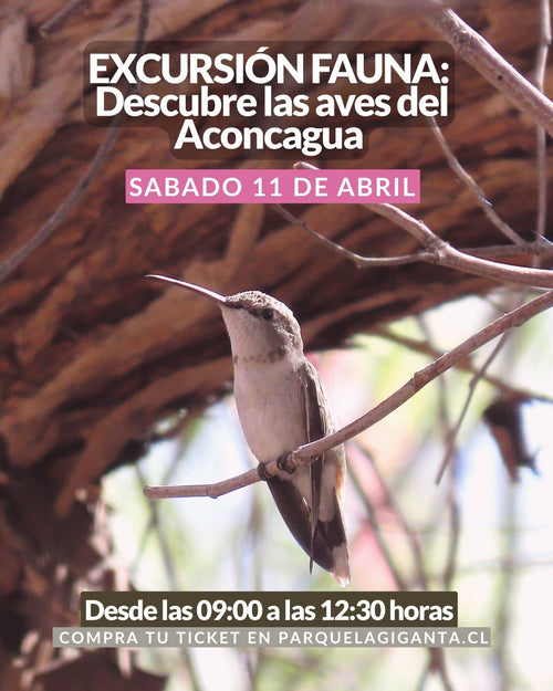 Excursión avifauna: Descubre las Aves del Aconcagua - Parque La Giganta