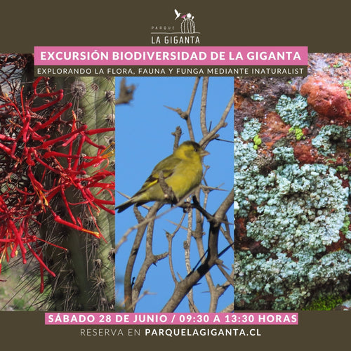 Excursión Biodiversidad: Flora, Fauna y Funga de Parque La Giganta - Parque La Giganta