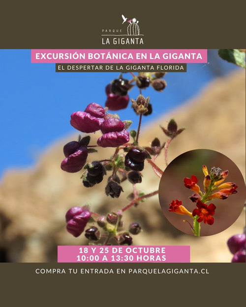 Excursión Botánica - Parque La Giganta