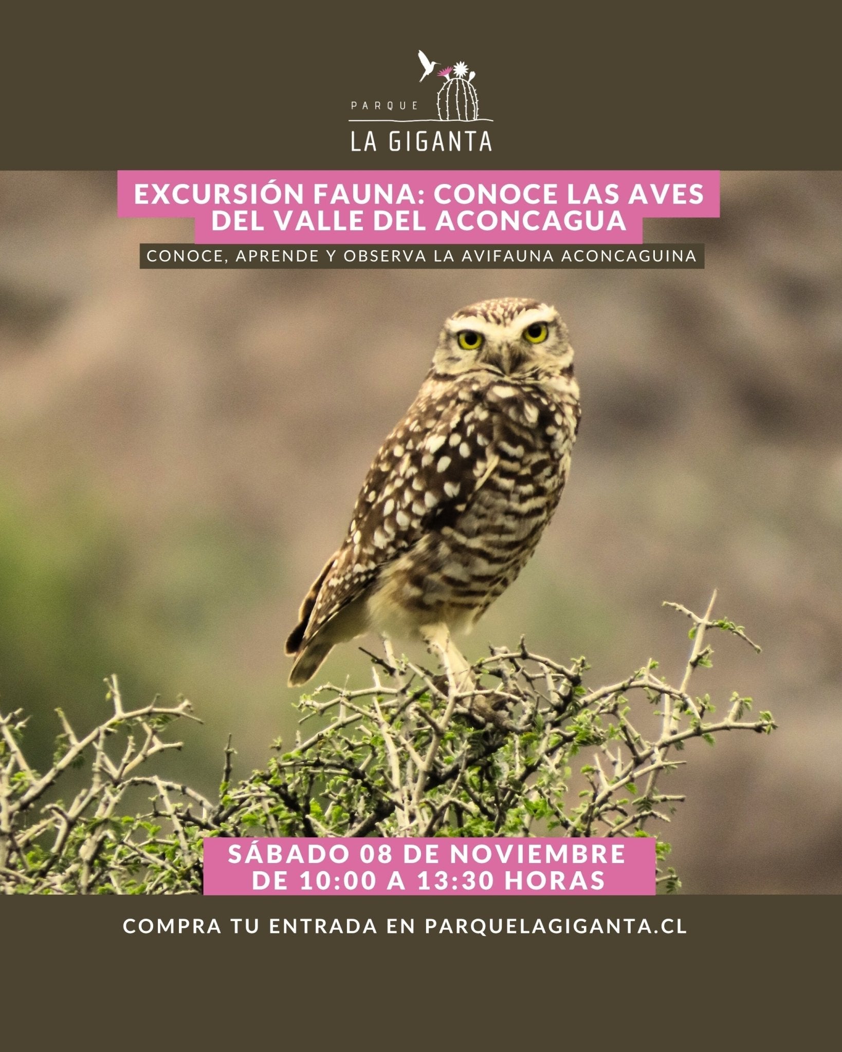 Excursión Fauna: Conoce las Aves del valle del Aconcagua - Parque La Giganta