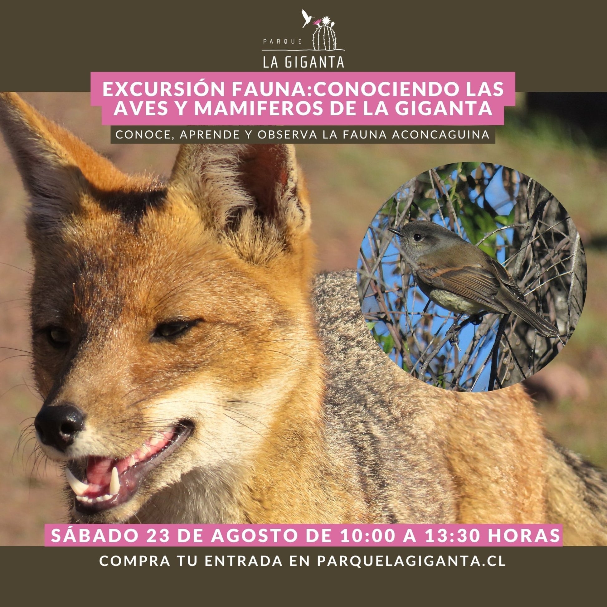 Excursión Fauna: Conociendo las aves y mamíferos de La Giganta - Parque La Giganta