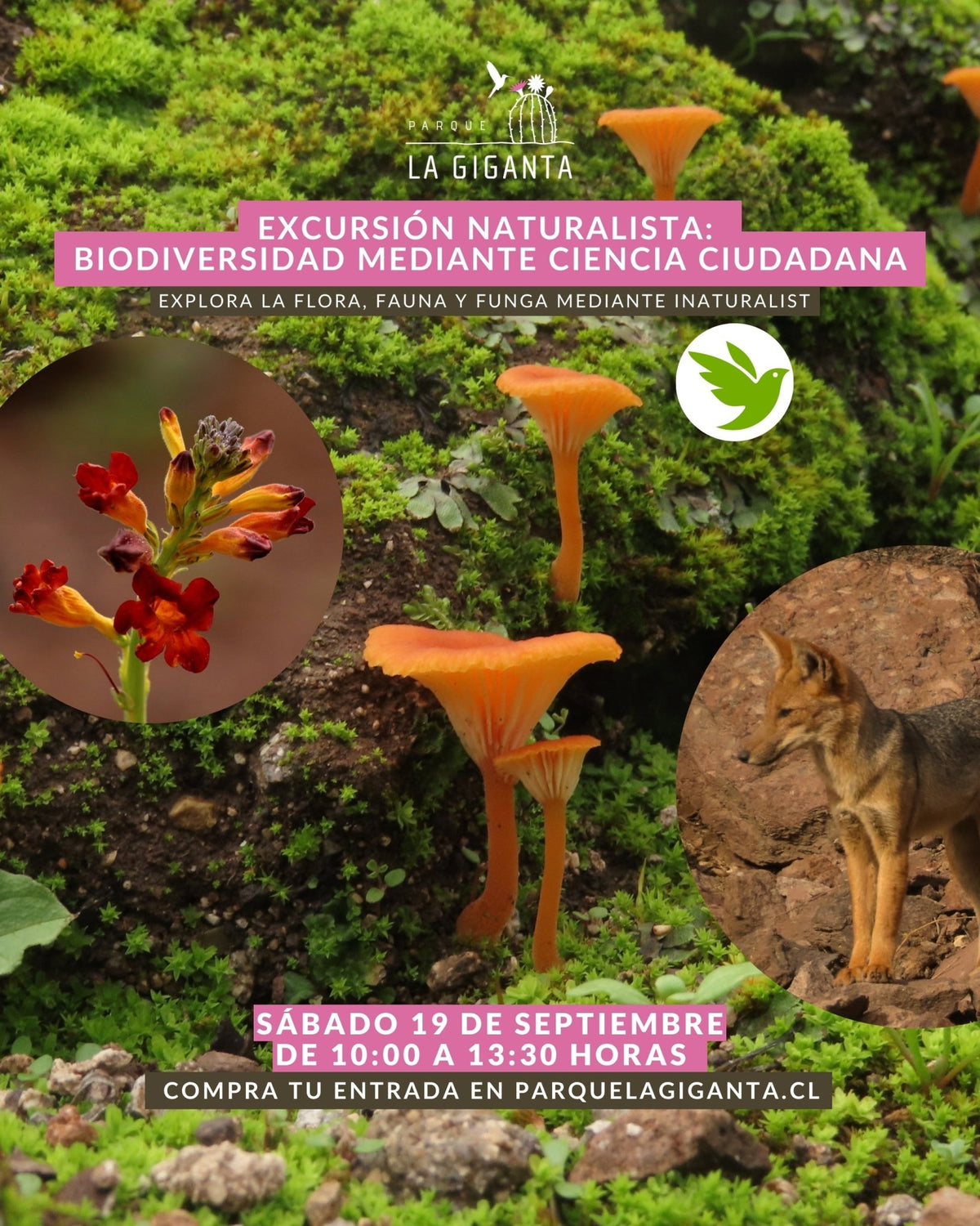 EXCURSIÓN NATURALISTA: Biodiversidad mediante ciencia ciudadana - Parque La Giganta